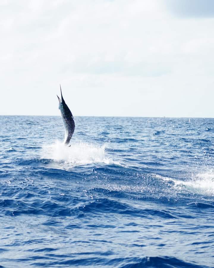Image 1 of Blue Hunt in Magdalena Bay -  Caza Azul en Bahía Magdalena 